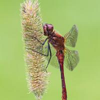 Ruddy Darter, male 